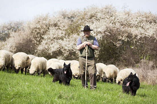 Man herding sheep
