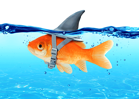 a fish with ambitions of becoming a big shark